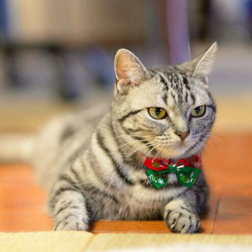 Papion pentru pisici de Craciun Christmas-Purr