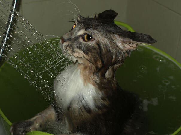 pisica-care-iubeste-apa