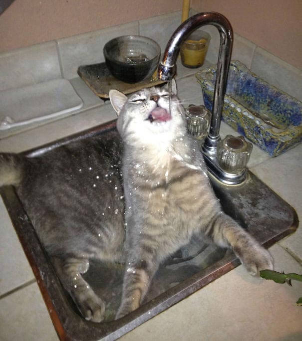 pisica-care-iubeste-apa