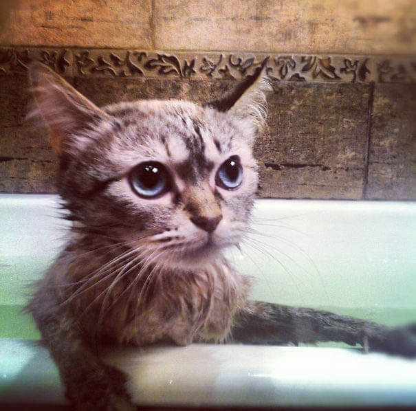 pisica-care-iubeste-sa-faca-baie