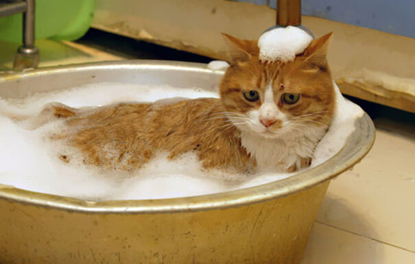 pisica-care-iubeste-sa-faca-baie