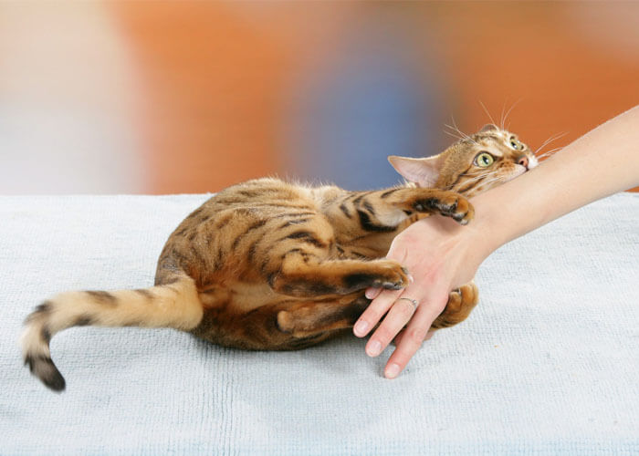 Cum sa iti dezveti pisica muste 7 metode simple - Cu Pisici