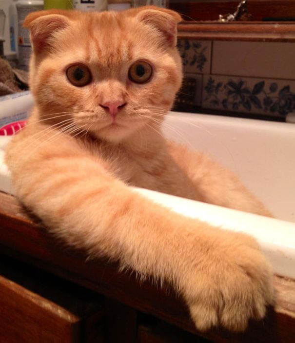 pisica-careia-ii-place-sa-faca-baie