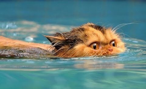 pisica-careia-ii-place-sa-inoate