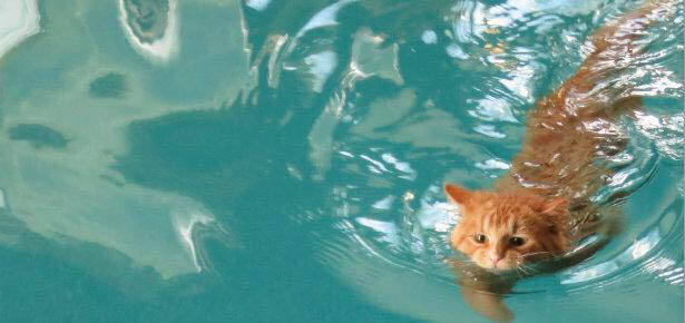 pisica-careia-ii-place-sa-inoate4