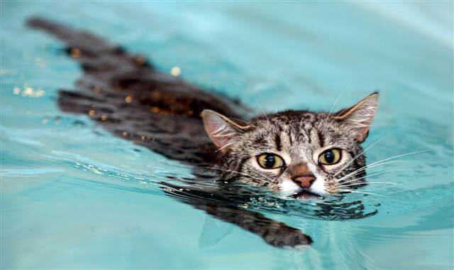 pisica-careia-ii-place-sa-inoate