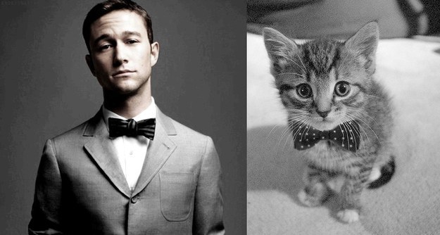 barbati celebri vs. pisici