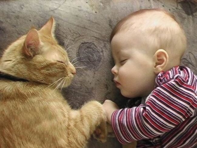 faci cunostinta unei pisici cu un bebelus