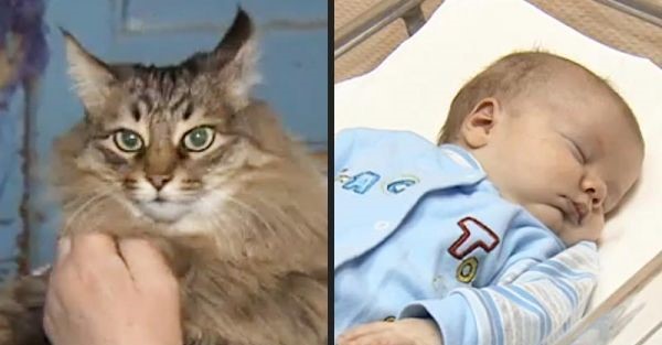 Masha, pisicuta care a salvat de la inghet un bebelus abandonat