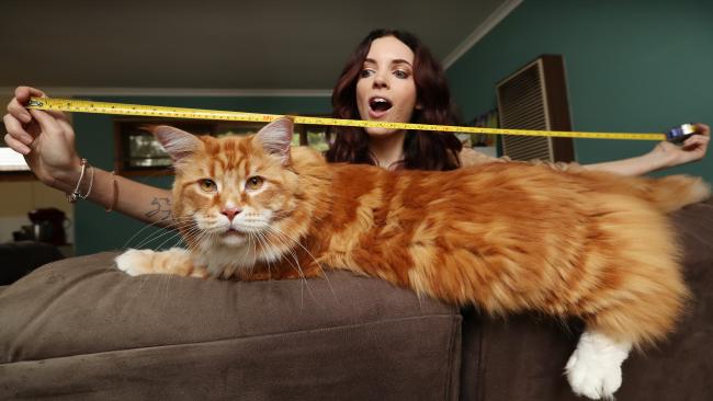 cea mai lunga pisica din lume