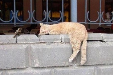 pisica_care_doarme