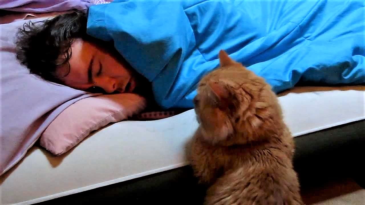 Cum sa iti educi pisica sa te lase sa dormi noaptea