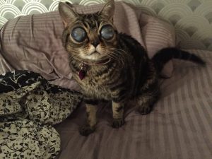 matilda, pisica cu ochi de extarterestru