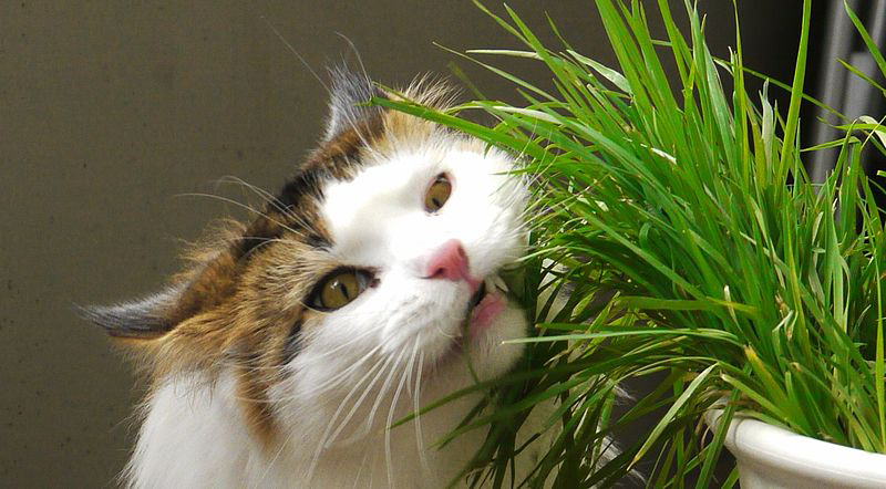 plante de apartament sunt toxice pentru pisici