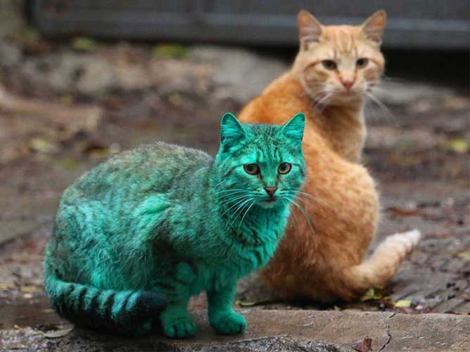 pisica verde