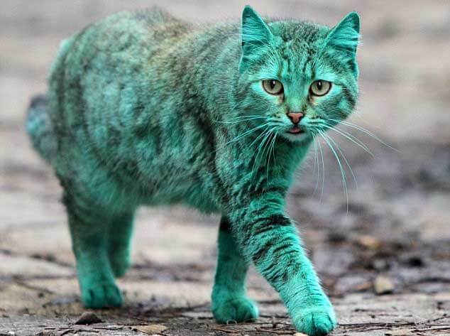 pisica verde