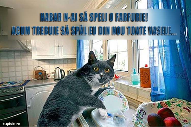 pisicutele ar face curat in casa