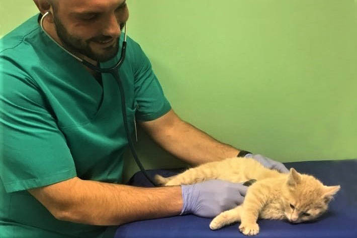 pisicile cu ochii deschisi atunci cand sunt anesteziate