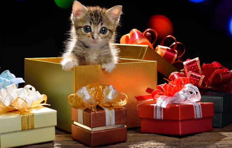 idei de cadouri de Craciun pentru pisica