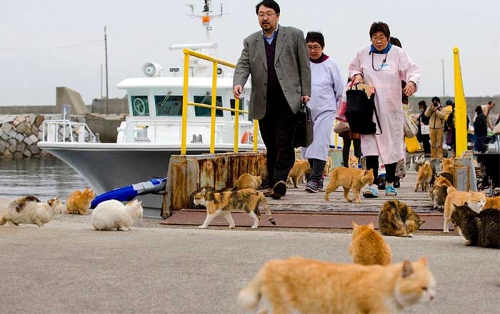 insula a pisicilor din japonia