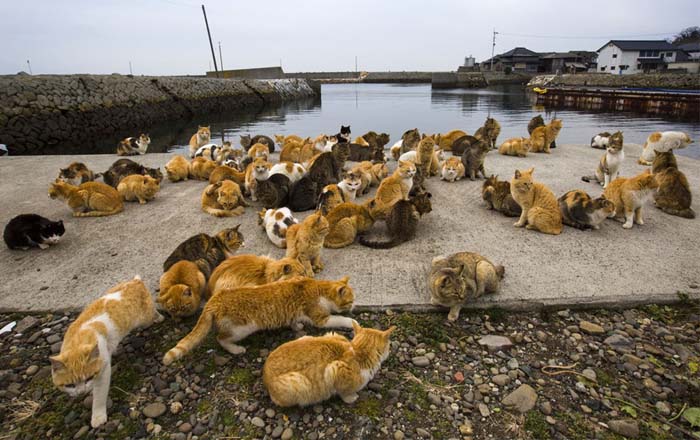 insula a pisicilor din japonia