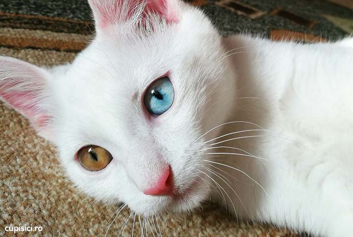 pisicile albe
