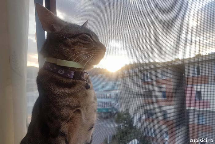 pisicilor le place sa stea la fereastra