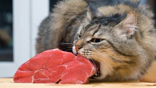 3. Dietele bazate pe carne nepreparata termic pentru pisici