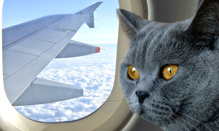 Zborul cu avionul pentru pisica ta