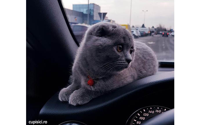 calatoresti cu pisica in masina la drum lung