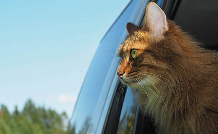 6 Sfaturi despre cum sa calatoresti pisica in masina la drum lung - Cu Pisici
