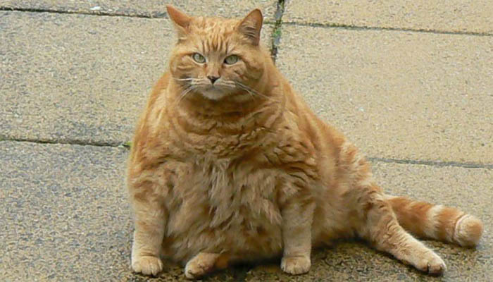 pisica supraponderala