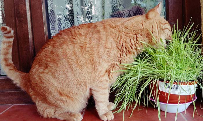 plante sanatoase pentru pisici