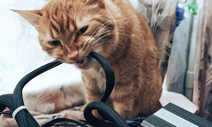 iti dezveti pisica sa mai roada cablurile
