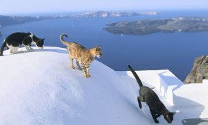Pisici din Grecia