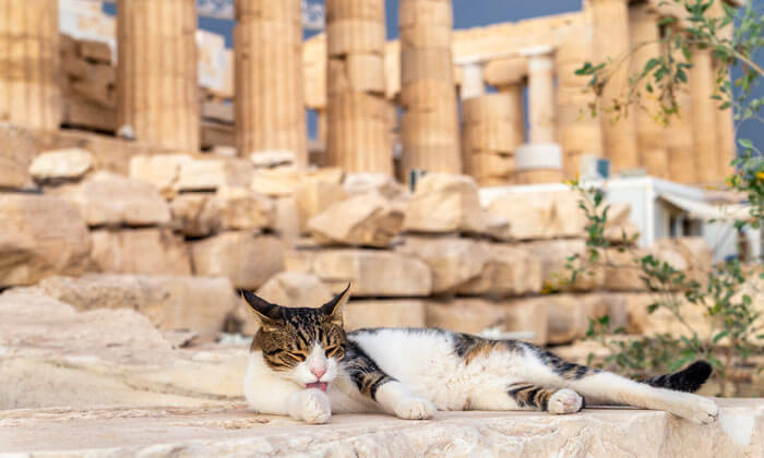 Grecia, destinatia de vacanta perfecta pentru iubitorii de pisici