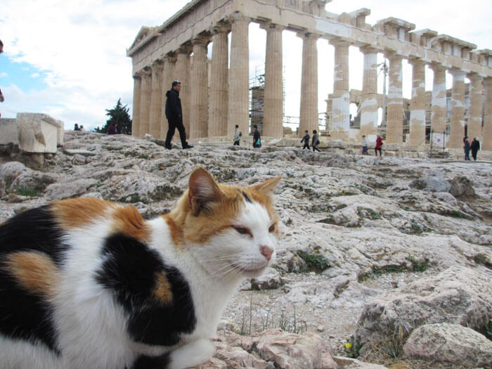 Atena, orasul zeilor si al pisicilor
