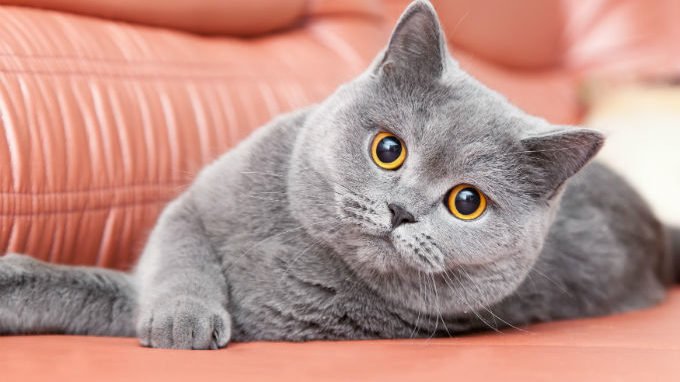 innovation Unforgettable Visible British Shorthair, una dintre cele mai populare rase de pisici - Cu Pisici