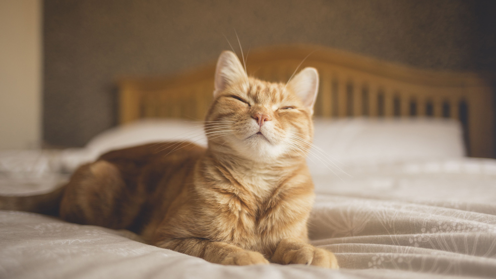 De ce pisicile urineaza in pat si cum o poti opri sa nu mai faca asta