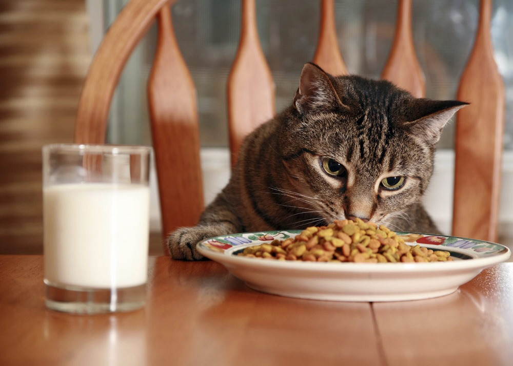 dietele vegetariene sigure pentru pisici