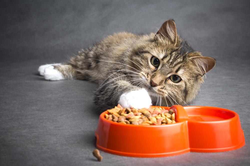 Carbohidratii in hrana pentru pisici